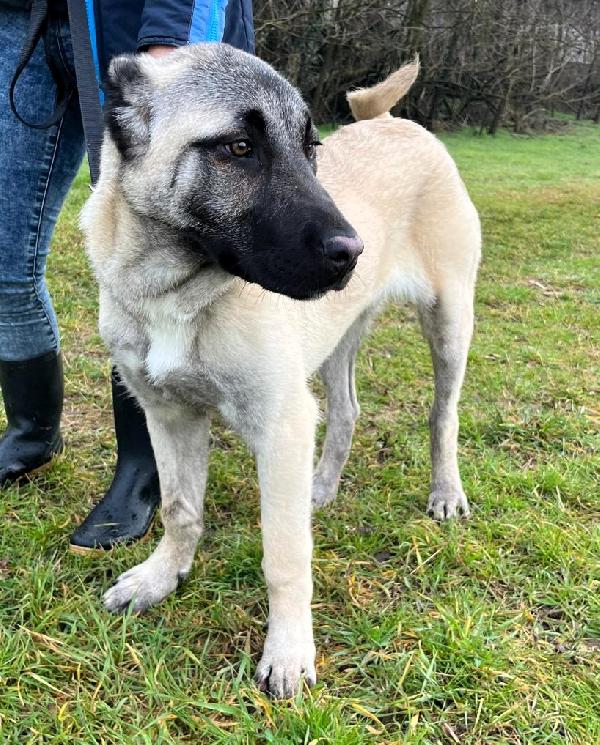 ATHENA STUPENDA CUCCIOLA Foto 3